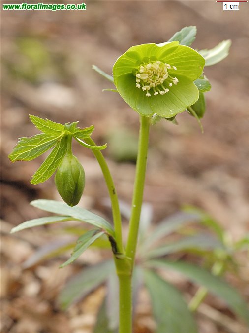Helleborus viridis