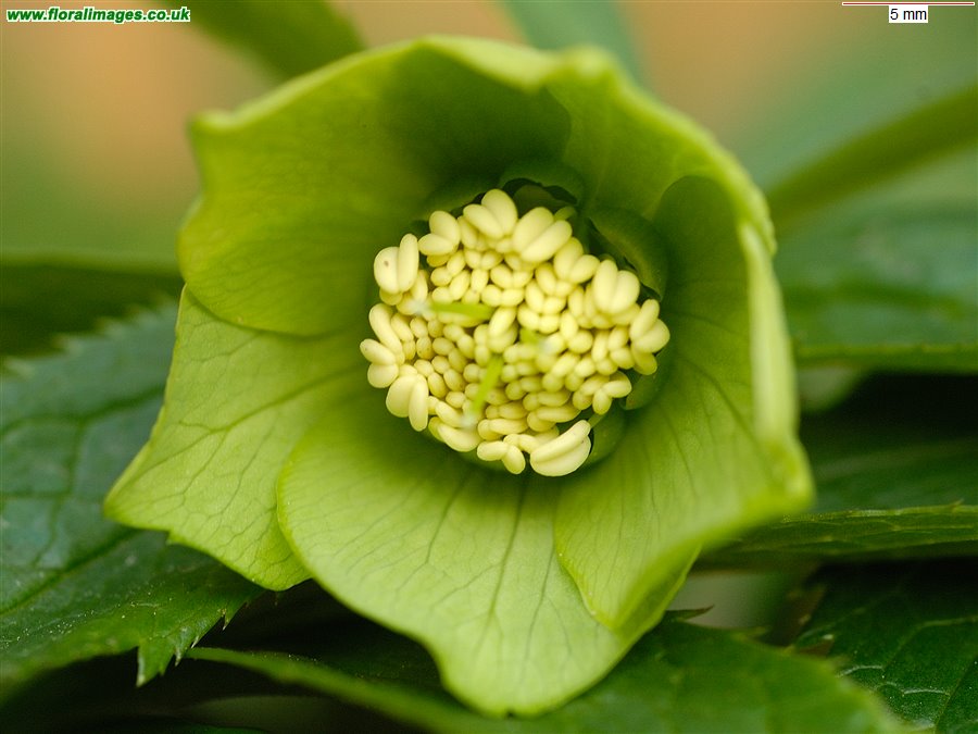 Helleborus viridis
