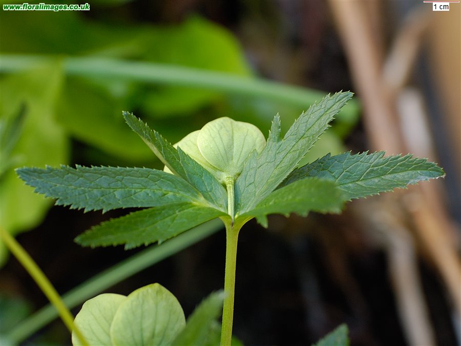 Helleborus viridis