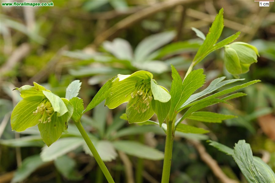 Helleborus viridis