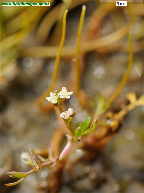 Helosciadium inundatum