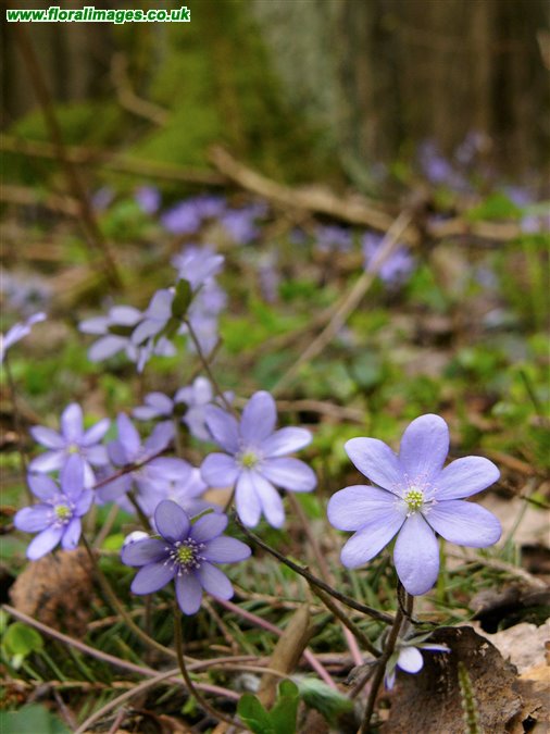 Hepatica nobilis