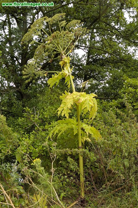 Heracleum mantegazzianum