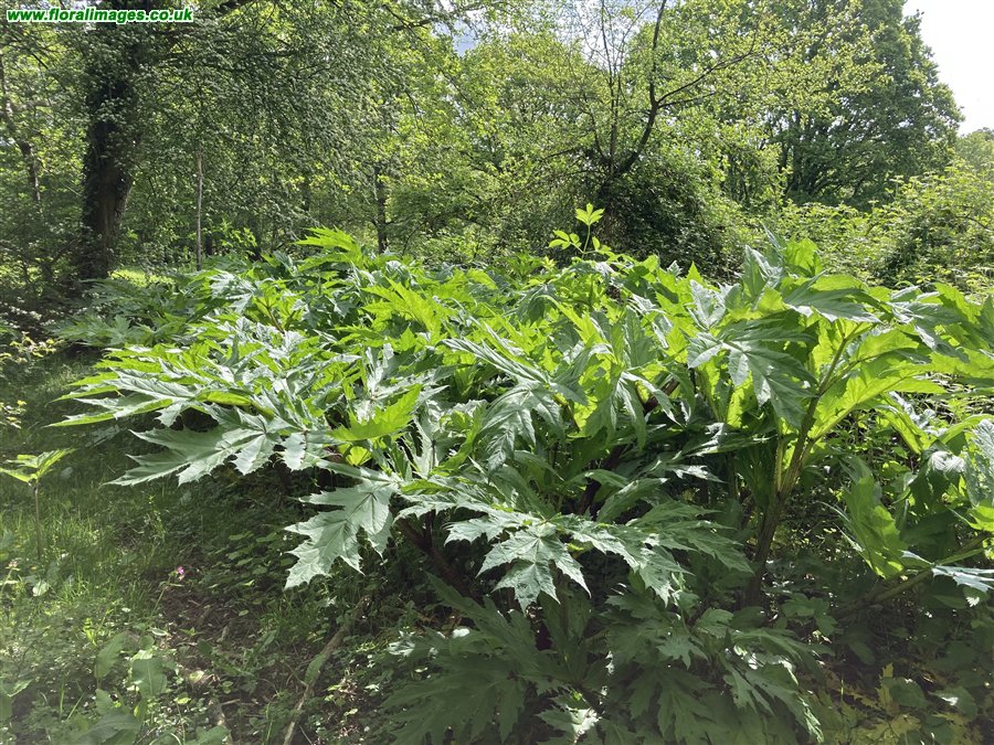 Heracleum mantegazzianum