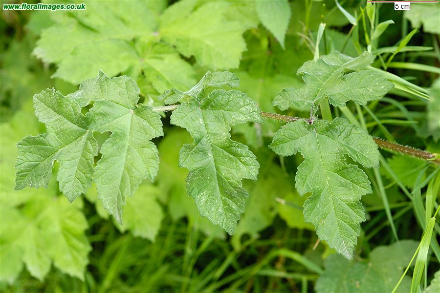 Heracleum sphondylium