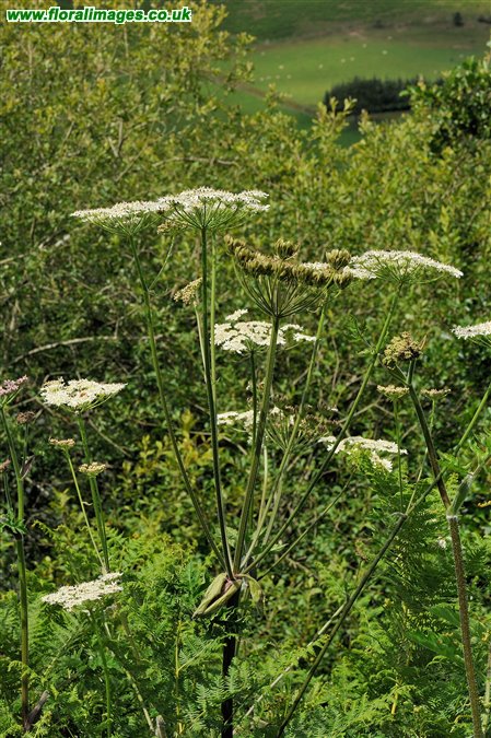 Heracleum sphondylium