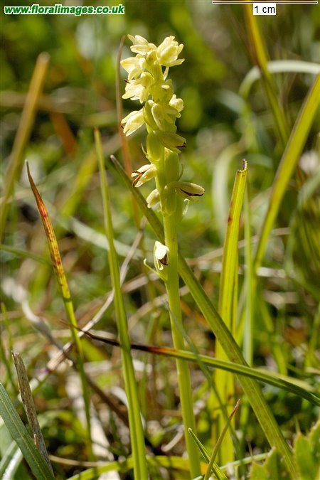 Herminium monorchis