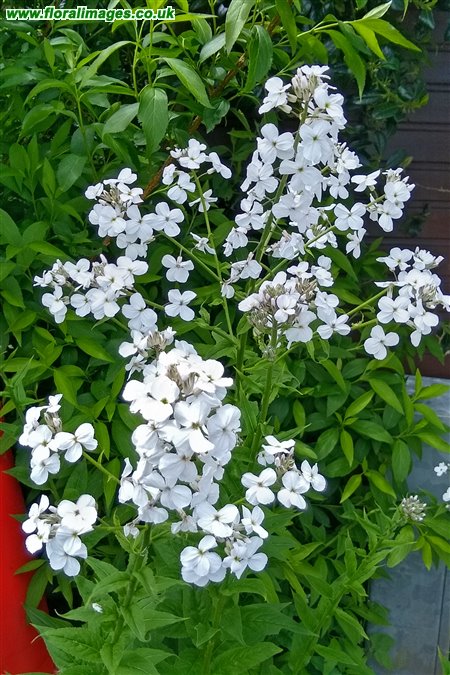 Hesperis matronalis