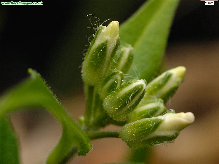 Hesperis matronalis