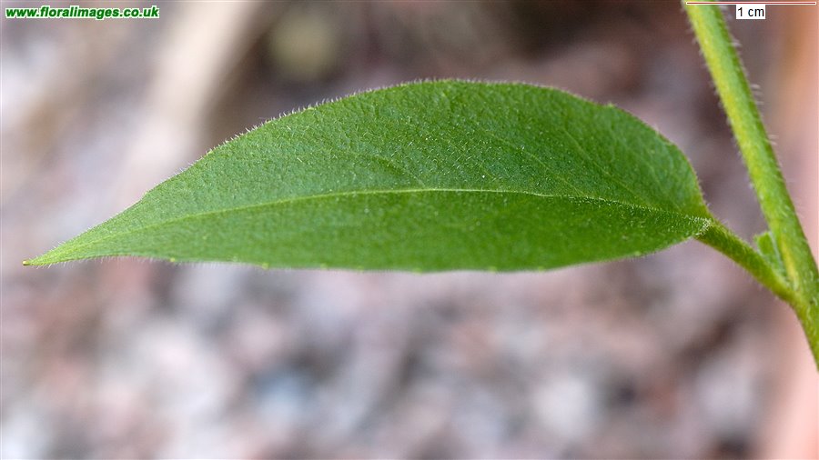 Hesperis matronalis