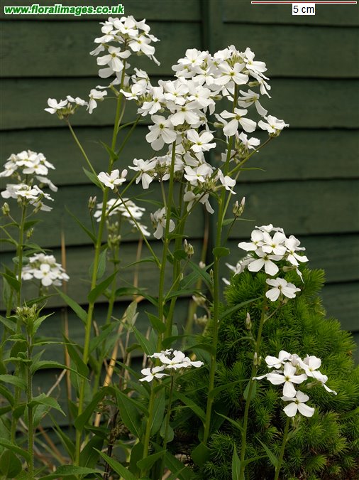 Hesperis matronalis
