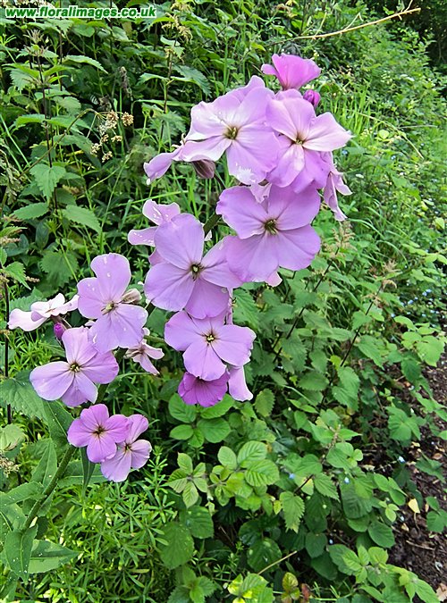 Hesperis matronalis