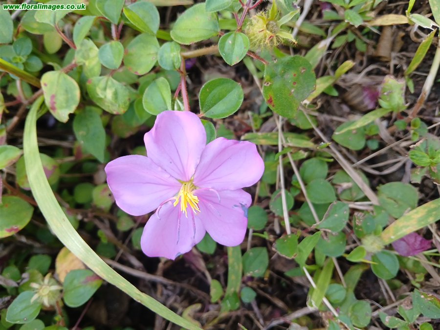 Heterotis rotundifolia