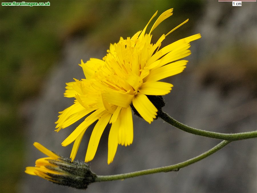 Hieracium cillense