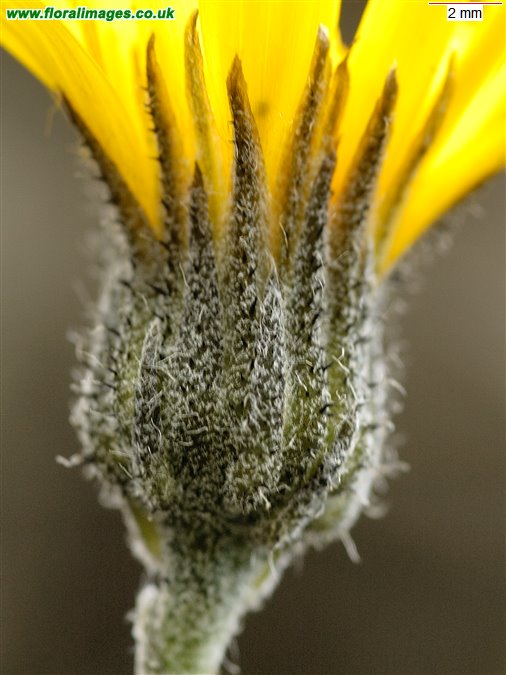Hieracium cillense