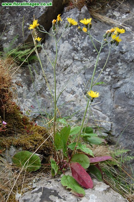 Hieracium discophyllum