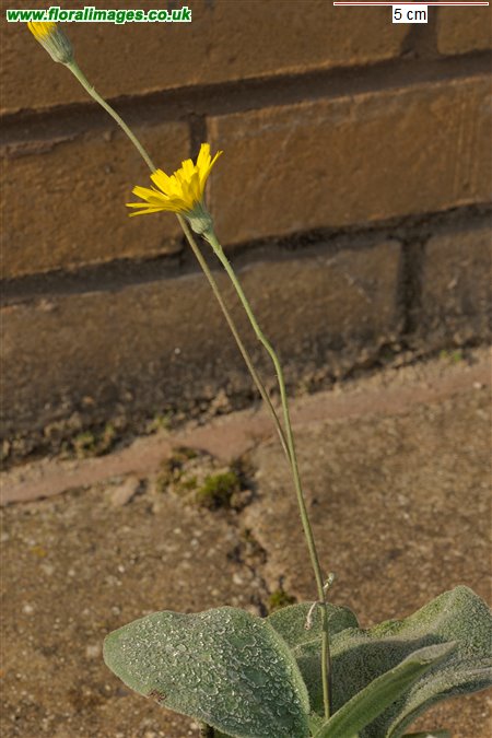 Hieracium lanatum