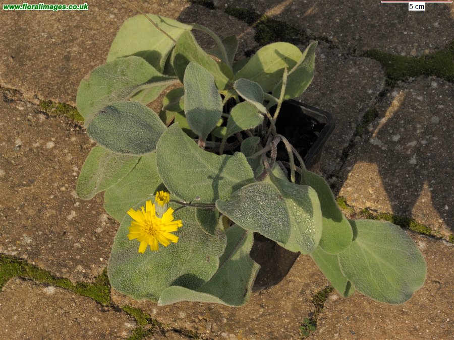 Hieracium lanatum