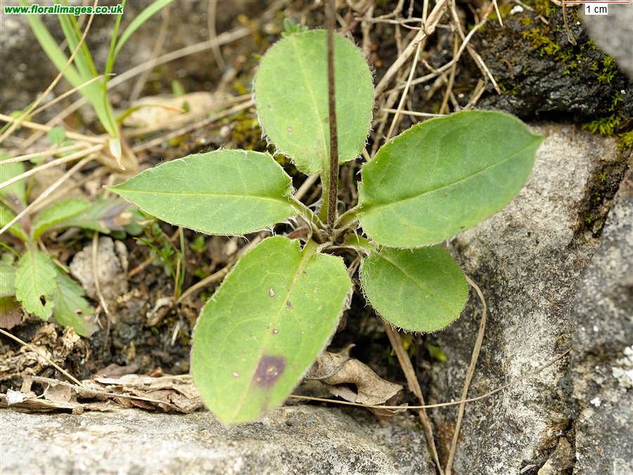 Hieracium repandulare