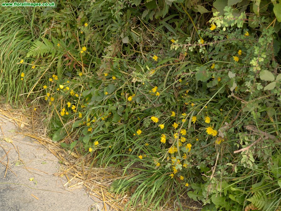 Hieracium sect. Hieracioides