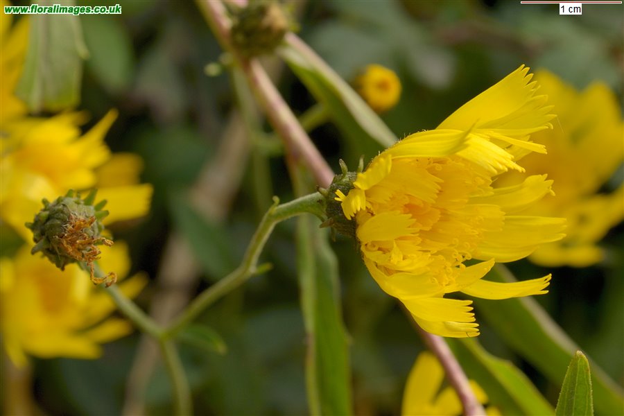 Hieracium sect. Hieracioides
