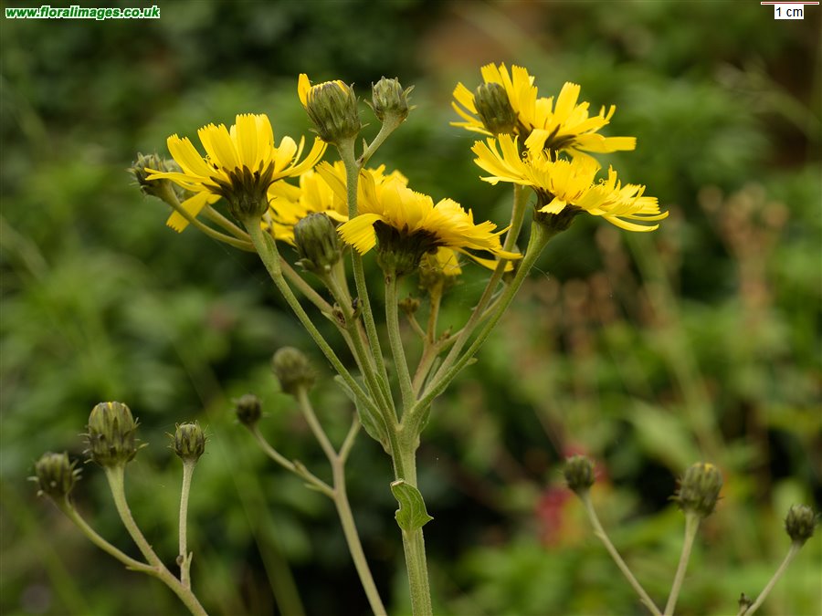 Hieracium sect. Sabauda
