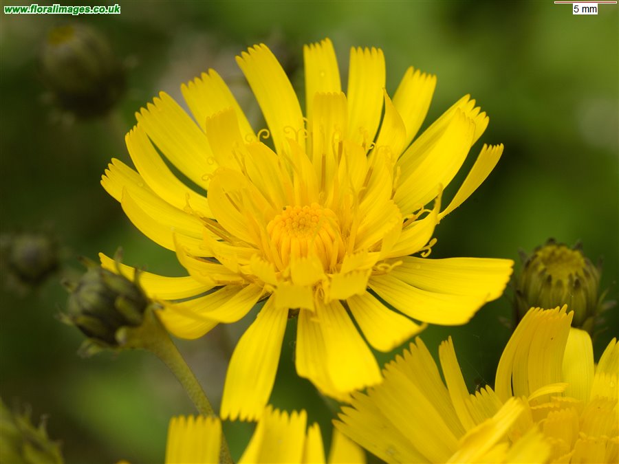 Hieracium sect. Sabauda