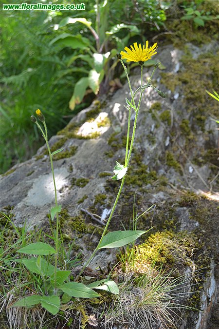 Hieracium subminutidens