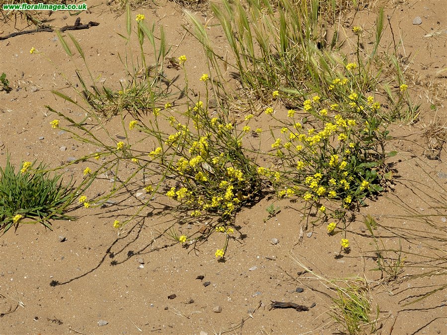 Hirschfeldia incana