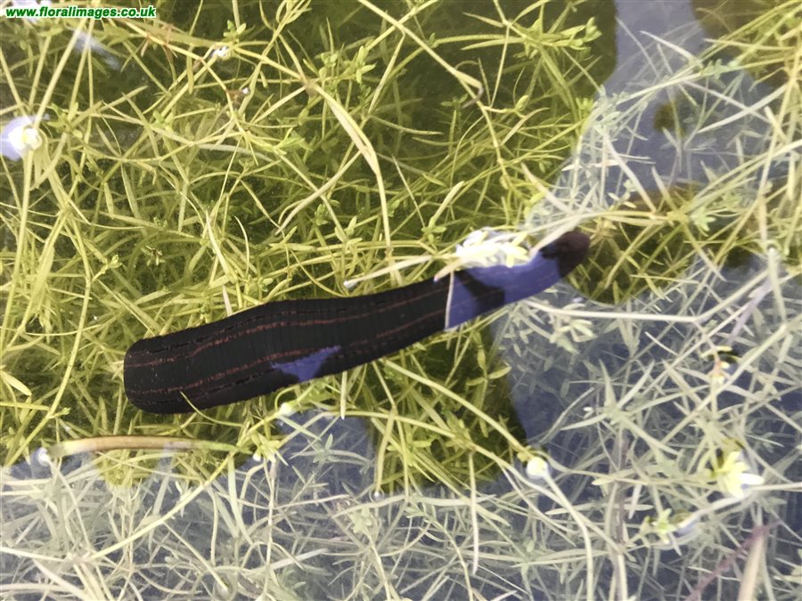 Hirudo medicinalis