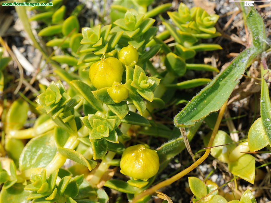 Honckenya peploides