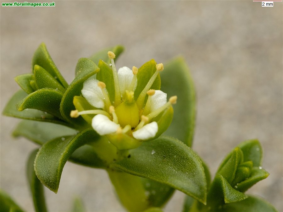 Honckenya peploides