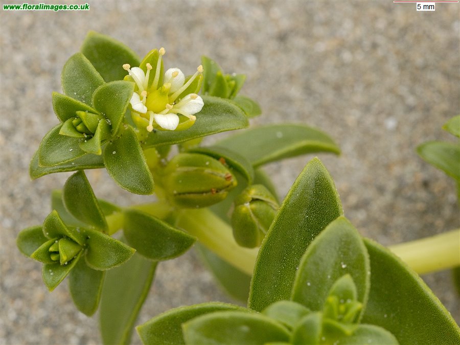 Honckenya peploides
