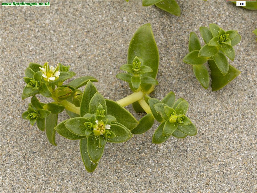 Honckenya peploides