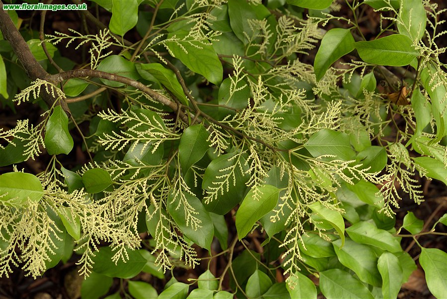 Hopea ferrea