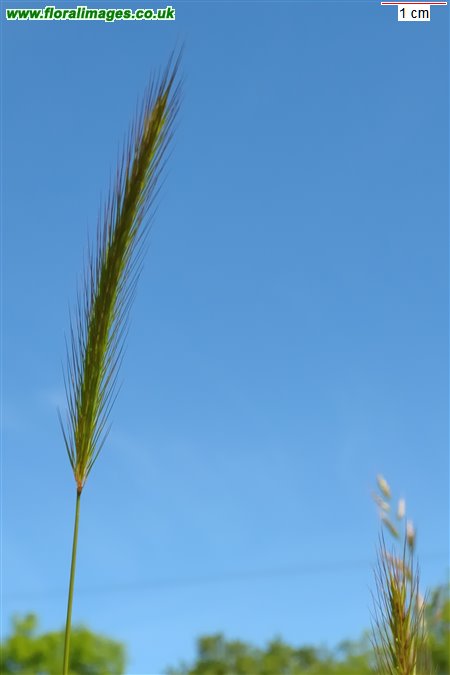 Hordeum secalinum