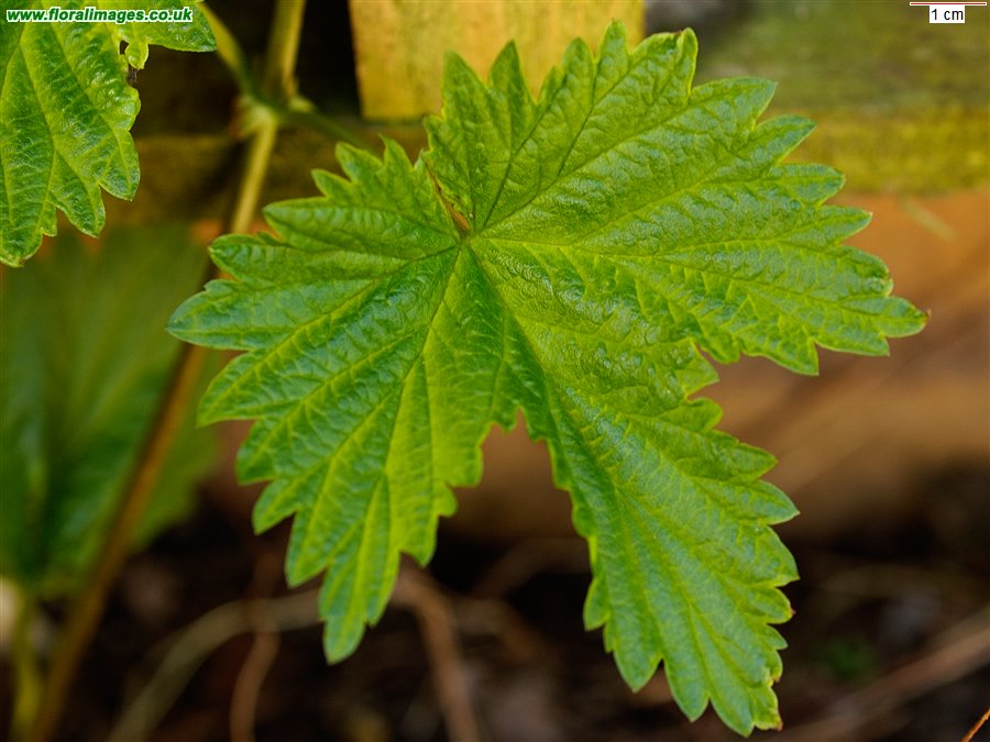 Humulus lupulus