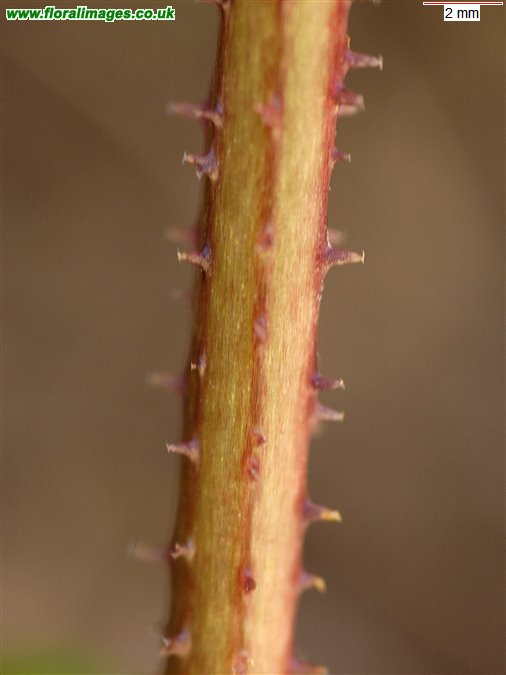Humulus lupulus