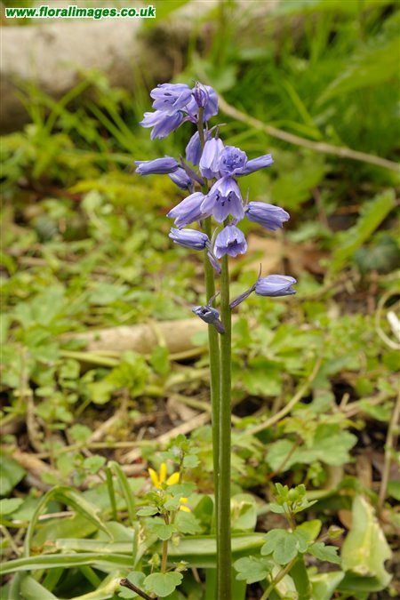 Hyacinthoides hispanica