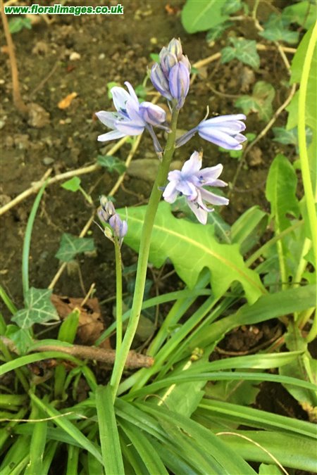 Hyacinthoides hispanica