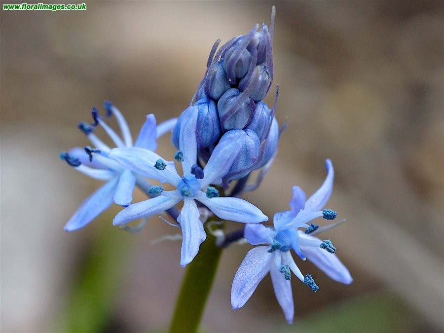 Hyacinthoides italica