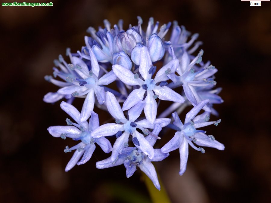Hyacinthoides italica