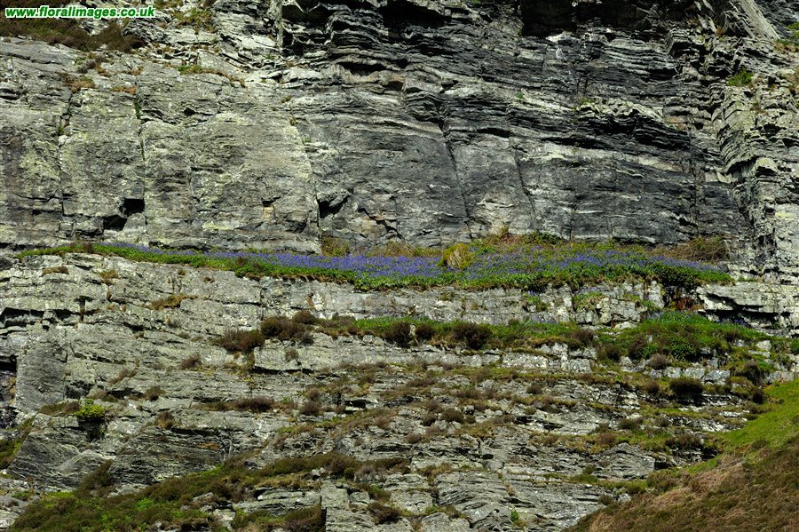 Hyacinthoides non-scripta