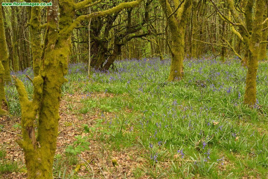 Hyacinthoides non-scripta