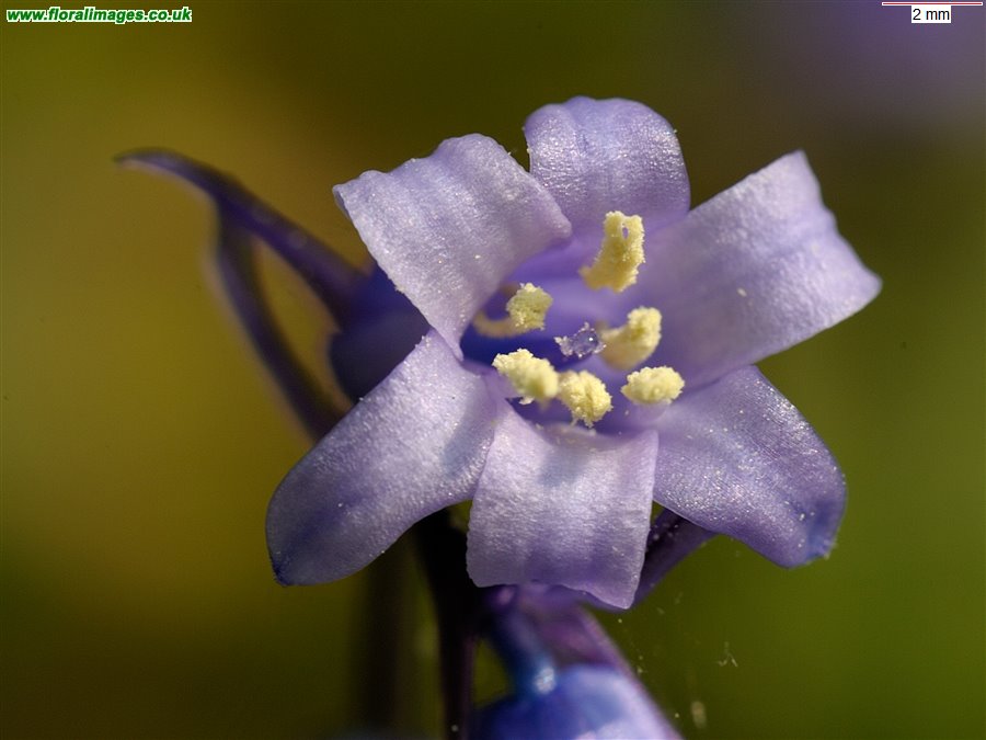 Hyacinthoides non-scripta
