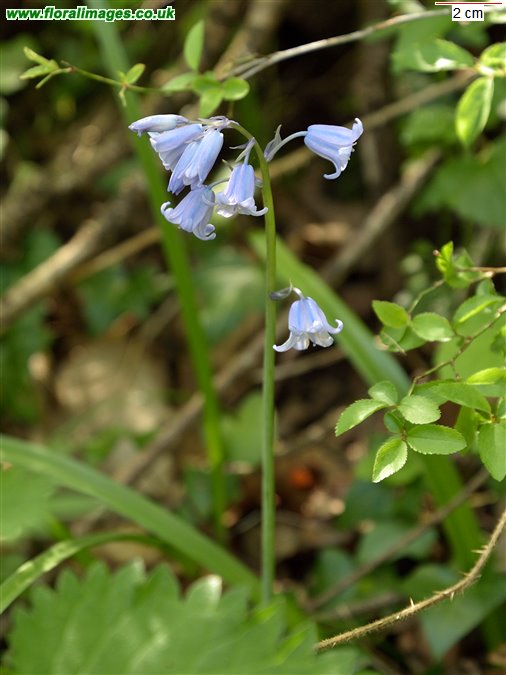 Hyacinthoides x massartiana