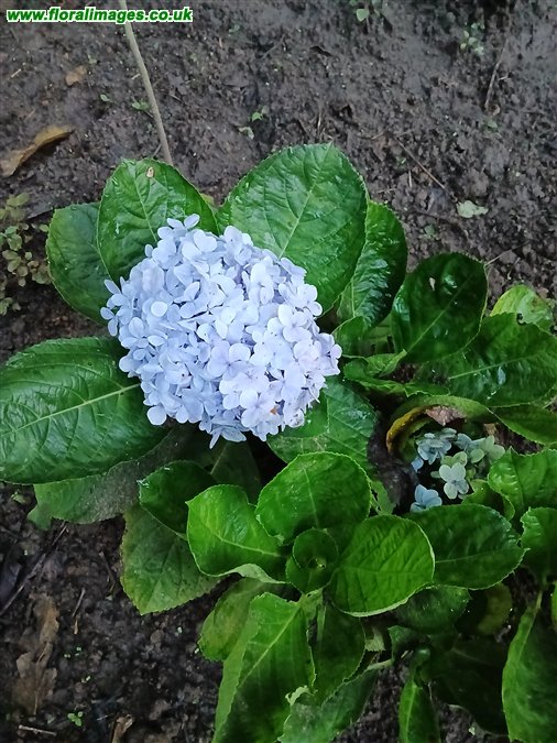 Hydrangea macrophylla