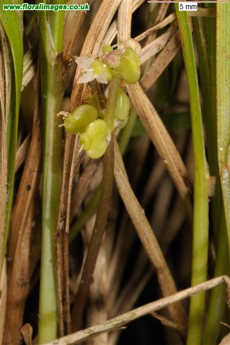 Hydrocotyle vulgaris