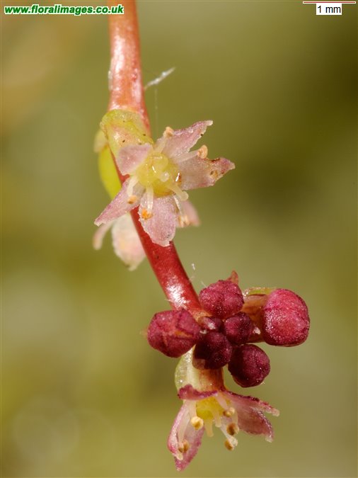 Hydrocotyle vulgaris