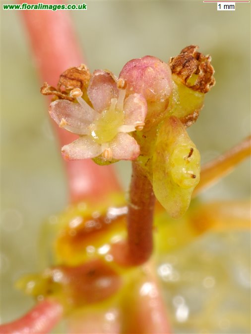 Hydrocotyle vulgaris
